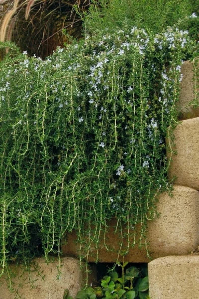 Blue Rain Trailing Rosemary - 5 Pack Of Quart Pots 13 Blue Rain Trailing Rosemary - 5 Pack Of Quart Pots -Chaste Tree World rosmarinus officinalis blue rain creeping rosemary 5