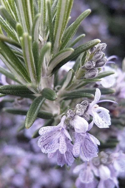 Gorizia Barbecue Skewers Rosemary - 1 Gallon Pot -Chaste Tree World rosmarinus officinalis gorizia rosemary 7