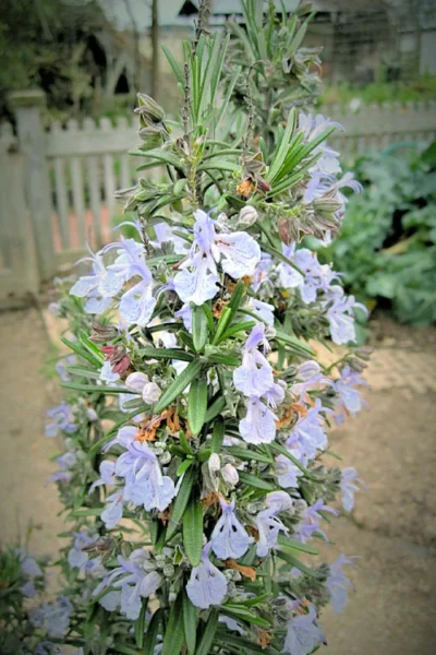 Gorizia Barbecue Skewers Rosemary - 1 Gallon Pot -Chaste Tree World rosmarinus officinalis gorizia rosemary 9