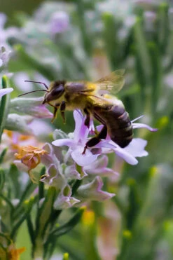 Salem Rosemary - 1 Gallon Pot -Chaste Tree World rosmarinus officinalis salem rosemary 6