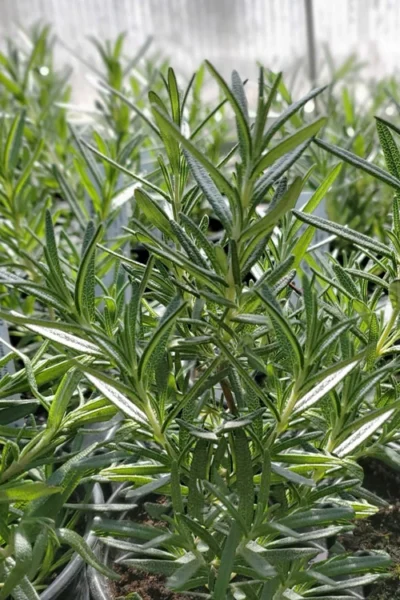 Shady Acres Rosemary - 5 Pack Of Quart Pots -Chaste Tree World rosmarinus officinalis shady acres rosemary 2