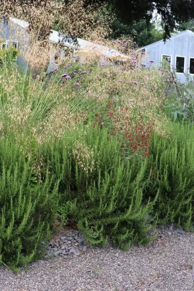 Shady Acres Rosemary - 5 Pack Of Quart Pots -Chaste Tree World rosmarinus officinalis shady acres rosemary 4