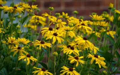 Sweet Coneflower (Rudbeckia Subtomentosa) - 1 Gallon Pot 12 Sweet Coneflower (Rudbeckia Subtomentosa) - 1 Gallon Pot -Chaste Tree World rudbeckia subtomentosa sweet coneflower 4