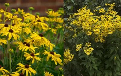 Sweet Coneflower (Rudbeckia Subtomentosa) - 1 Gallon Pot 14 Sweet Coneflower (Rudbeckia Subtomentosa) - 1 Gallon Pot -Chaste Tree World rudbeckia subtomentosa sweet coneflower 5