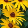 Sweet Coneflower (Rudbeckia Subtomentosa) - 1 Gallon Pot