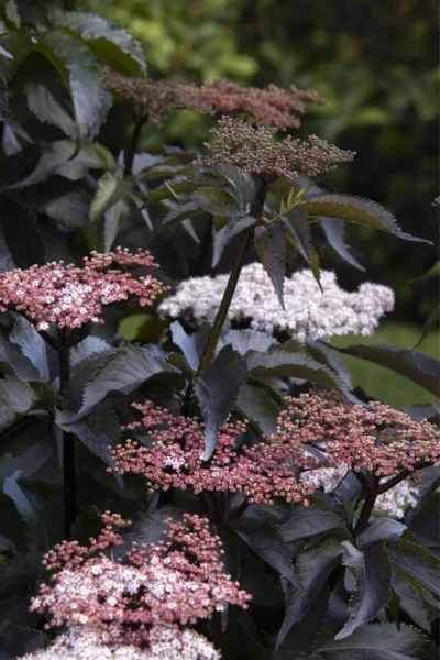 Black Tower Elderberry (Sambucus Nigra) - 3 Gallon Pot -Chaste Tree World sambucus nigra black tower elderberry 1