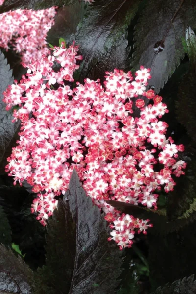 Black Tower Elderberry (Sambucus Nigra) - 3 Gallon Pot -Chaste Tree World sambucus nigra black tower elderberry 10