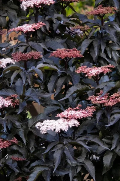 Black Tower Elderberry (Sambucus Nigra) - 3 Gallon Pot -Chaste Tree World sambucus nigra black tower elderberry 9