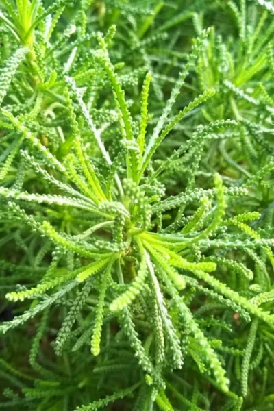 Green Santolina (Lavender Cotton) - 5 Pack Of Quart Pots 13 Green Santolina (Lavender Cotton) - 5 Pack Of Quart Pots -Chaste Tree World santolina virens green lavender cotton 10