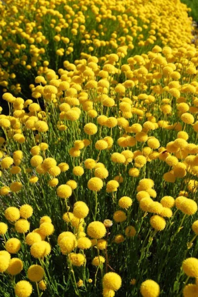 Green Santolina (Lavender Cotton) - 5 Pack Of Quart Pots 15 Green Santolina (Lavender Cotton) - 5 Pack Of Quart Pots -Chaste Tree World santolina virens green lavender cotton 6