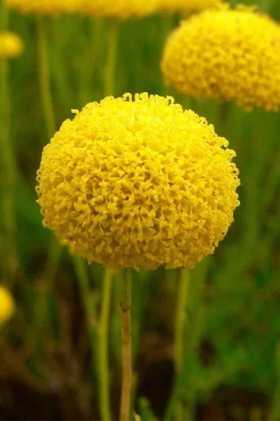 Green Santolina (Lavender Cotton) - 5 Pack Of Quart Pots 17 Green Santolina (Lavender Cotton) - 5 Pack Of Quart Pots -Chaste Tree World santolina virens green lavender cotton 7