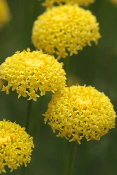 Green Santolina (Lavender Cotton) - 5 Pack Of Quart Pots 12 Green Santolina (Lavender Cotton) - 5 Pack Of Quart Pots -Chaste Tree World santolina virens green lavender cotton 8