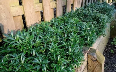 Fragrant Valley Sweetbox (Sarcococca) - 2 Gallon Pot -Chaste Tree World sarcoccoca hookeriana sarsid 1 fragrant valley sweetbox 10
