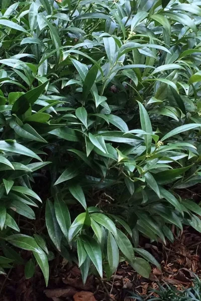 Fragrant Valley Sweetbox (Sarcococca) - 2 Gallon Pot -Chaste Tree World sarcoccoca hookeriana sarsid 1 fragrant valley sweetbox 6