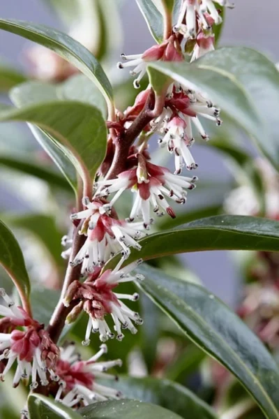 Fragrant Valley Sweetbox (Sarcococca) - 2 Gallon Pot