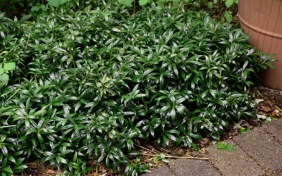 Fragrant Valley Sweetbox (Sarcococca) - 2 Gallon Pot -Chaste Tree World sarcoccoca hookeriana sarsid 1 fragrant valley sweetbox 9