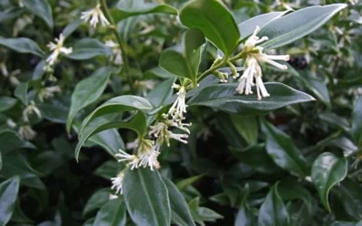 Fragrant Mountain Sweetbox (Sarcococca) - 2 Gallon Pot 11 Fragrant Mountain Sweetbox (Sarcococca) - 2 Gallon Pot -Chaste Tree World sarcoccoca hookeriana sarsid 2 fragrant mountain sweetbox 1