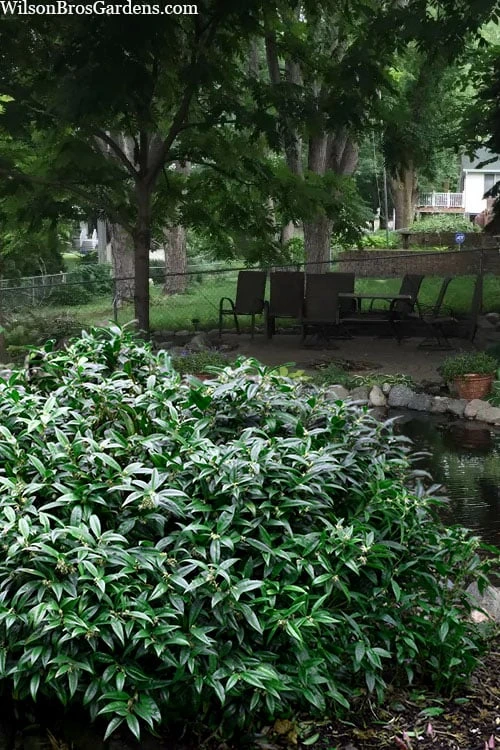 Fragrant Mountain Sweetbox (Sarcococca) - 2 Gallon Pot 1 Fragrant Mountain Sweetbox (Sarcococca) - 2 Gallon Pot