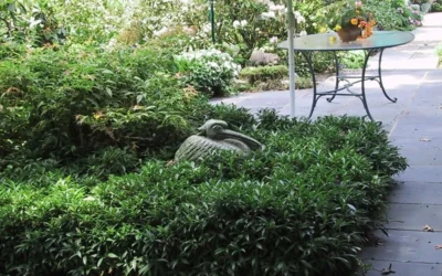 Fragrant Mountain Sweetbox (Sarcococca) - 2 Gallon Pot 12 Fragrant Mountain Sweetbox (Sarcococca) - 2 Gallon Pot -Chaste Tree World sarcoccoca hookeriana sarsid 2 fragrant mountain sweetbox 3