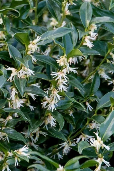 Fragrant Mountain Sweetbox (Sarcococca) - 2 Gallon Pot 10 Fragrant Mountain Sweetbox (Sarcococca) - 2 Gallon Pot -Chaste Tree World sarcoccoca hookeriana sarsid 2 fragrant mountain sweetbox 4