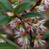 Sweet & Lo Sweet Box (Sarcococca Hookeriana) - 1 Gallon Pot