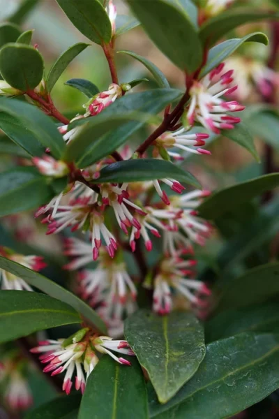 Sweet & Lo Sweet Box (Sarcococca Hookeriana) - 1 Gallon Pot -Chaste Tree World sarcoccoca hookeriana sweet and lo sweetbox 2