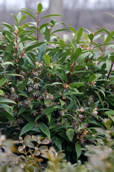 Sweet & Lo Sweet Box (Sarcococca Hookeriana) - 1 Gallon Pot -Chaste Tree World sarcoccoca hookeriana sweet and lo sweetbox 3