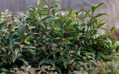 Sweet & Lo Sweet Box (Sarcococca Hookeriana) - 1 Gallon Pot -Chaste Tree World sarcoccoca hookeriana sweet and lo sweetbox 4