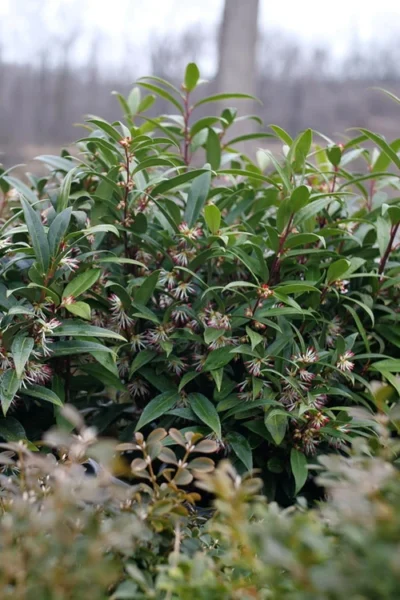 Sweet & Lo Sweet Box (Sarcococca Hookeriana) - 1 Gallon Pot -Chaste Tree World sarcoccoca hookeriana sweet and lo sweetbox 5