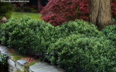 Himalayan Fragrant Sweet Box (Sarcococca Hookeriana) - 3 Gallon Pot 11 Himalayan Fragrant Sweet Box (Sarcococca Hookeriana) - 3 Gallon Pot -Chaste Tree World sarcoccoca hookeriana var humilis himalayan sweetbox 10