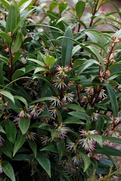 Himalayan Fragrant Sweet Box (Sarcococca Hookeriana) - 1 Gallon Pot