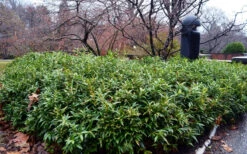 Oriental Fragrant Sweet Box (Sarcococca) - 1 Gallon Pot -Chaste Tree World sarcoccoca hookeriana var humilis himalayan sweetbox 8