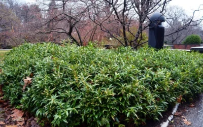 Oriental Fragrant Sweet Box (Sarcococca) - 1 Gallon Pot -Chaste Tree World sarcoccoca hookeriana var humilis himalayan sweetbox 8