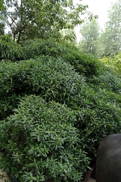 Himalayan Fragrant Sweet Box (Sarcococca Hookeriana) - 1 Gallon Pot -Chaste Tree World sarcoccoca hookeriana var humilis himalayan sweetbox 9 1