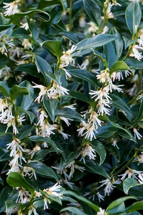 Confused Sweet Box (Sarcococca Confusa) - 1 Gallon Pot 8 Confused Sweet Box (Sarcococca Confusa) - 1 Gallon Pot - Image 8