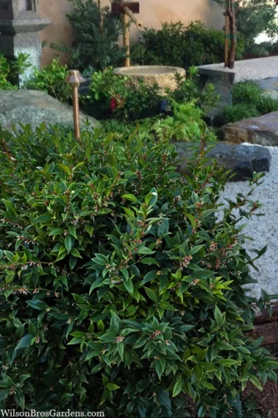 Oriental Fragrant Sweet Box (Sarcococca) - 1 Gallon Pot -Chaste Tree World sarcococca orientalis oriental sweet box 5