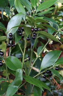 Oriental Fragrant Sweet Box (Sarcococca) - 1 Gallon Pot -Chaste Tree World sarcococca orientalis oriental sweet box 7