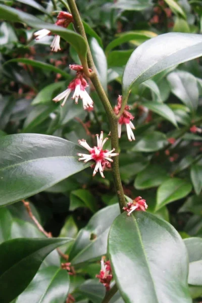 Oriental Fragrant Sweet Box (Sarcococca) - 1 Gallon Pot -Chaste Tree World sarcococca orientalis oriental sweet box 9