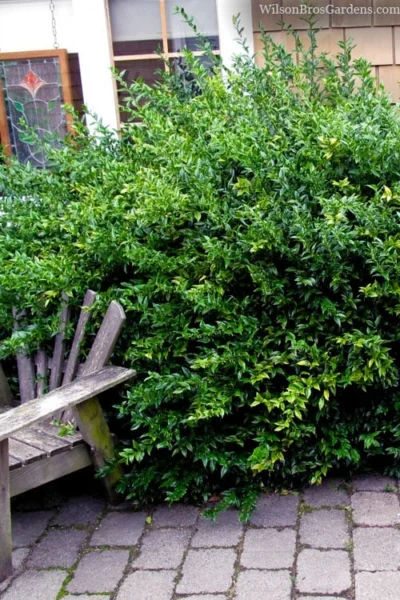 Fragrant Sweet Box (Sarcococca Ruscifolia) - 3 Gallon Pot -Chaste Tree World sarcococca ruscifolia fragrant sweet box 2