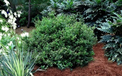 Fragrant Sweet Box (Sarcococca Ruscifolia) - 3 Gallon Pot -Chaste Tree World sarcococca ruscifolia fragrant sweet box 3