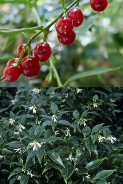 Fragrant Sweet Box (Sarcococca Ruscifolia) - 3 Gallon Pot -Chaste Tree World sarcococca ruscifolia fragrant sweet box 4
