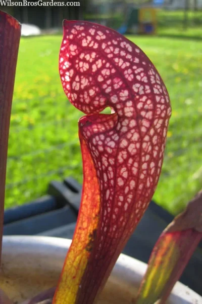 Scarlet Belle Pitcher Plant (Sarracenia) - 2.5 Quart Pot -Chaste Tree World sarracenia scarlet belle pitcher plant 2