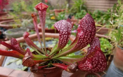 Scarlet Belle Pitcher Plant (Sarracenia) - 2.5 Quart Pot -Chaste Tree World sarracenia scarlet belle pitcher plant 6