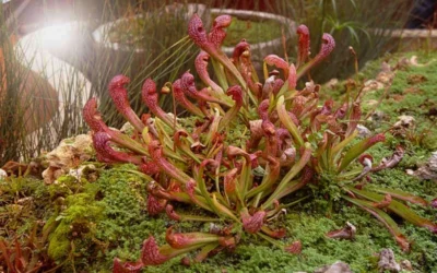 Scarlet Belle Pitcher Plant (Sarracenia) - 2.5 Quart Pot -Chaste Tree World sarracenia scarlet belle pitcher plant 7