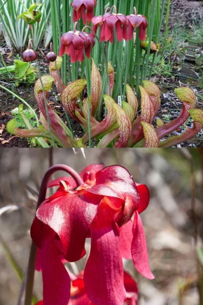 Scarlet Belle Pitcher Plant (Sarracenia) - 2.5 Quart Pot -Chaste Tree World sarracenia scarlet belle pitcher plant 8