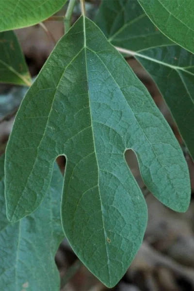 Sassafras Tree (Sassafras Albidium) - 3 Gallon Pot -Chaste Tree World sassafras albidum 1