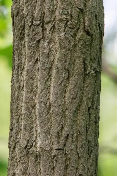 Sassafras Tree (Sassafras Albidium) - 3 Gallon Pot -Chaste Tree World sassafras albidum 7