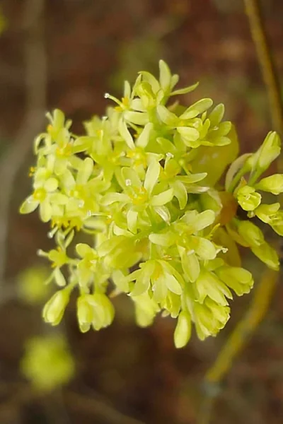 Sassafras Tree (Sassafras Albidium) - 3 Gallon Pot -Chaste Tree World sassafras albidum 9