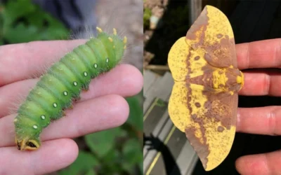 Sassafras Tree (Sassafras Albidium) - 3 Gallon Pot -Chaste Tree World sassafras albidum imperial moth 1