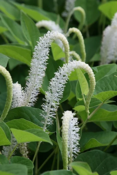 Lizard's Tail Swamp Lily (Saururus Cernuus) - 1 Gallon Pot